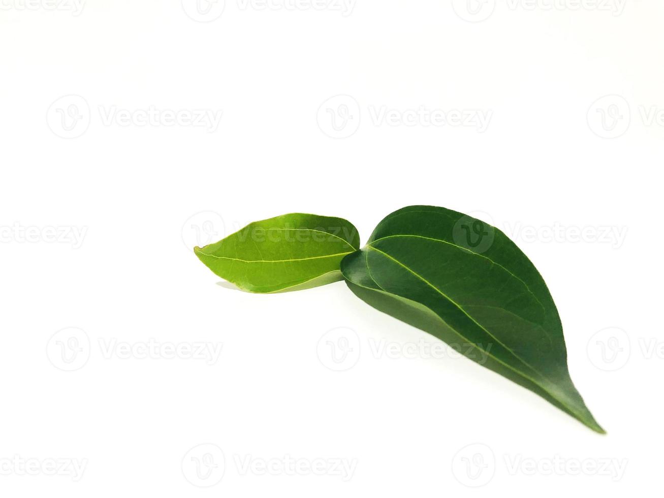 Fragrant cinnamon leaf on a white background photo