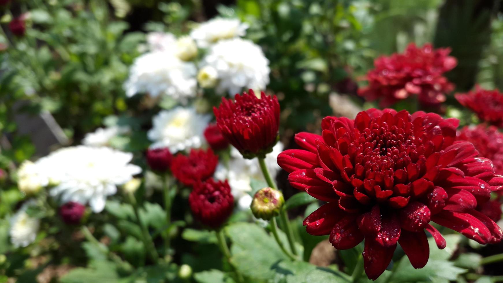 Red and white flowers growing in the garden photo