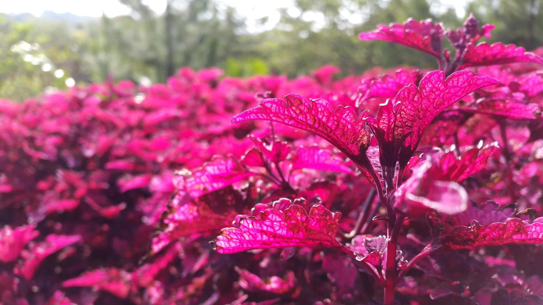 red leaf plants grow thickly in the flower garden photo