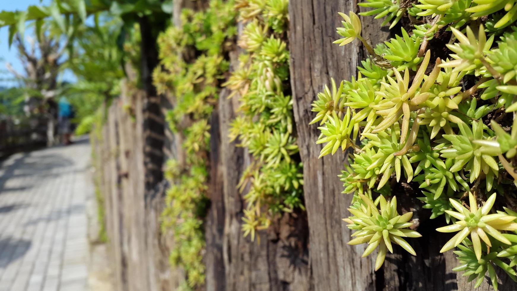 Stone crop growing clinging to the wooden fence photo