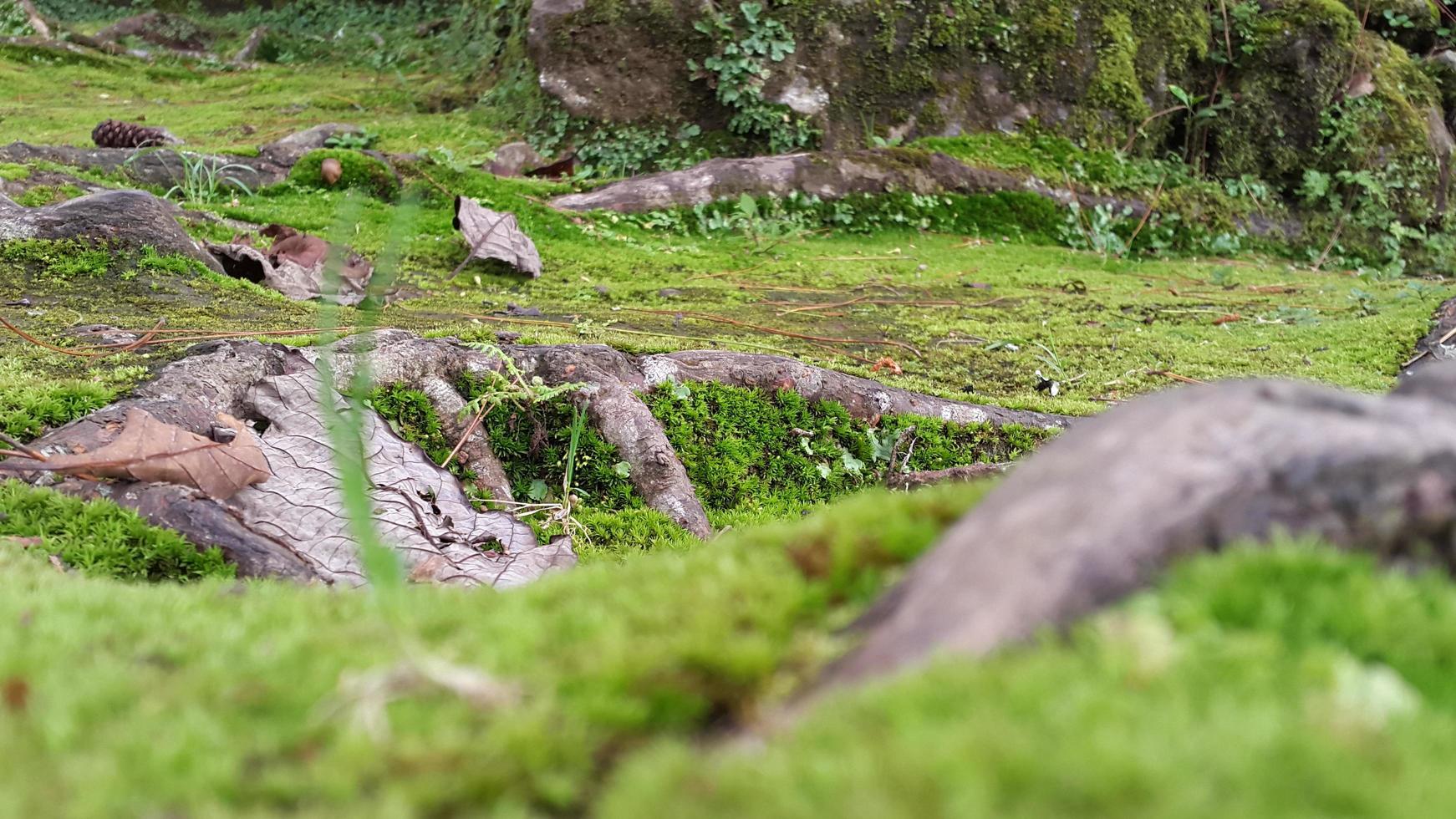 fresh green mossy surface with woody roots around it photo