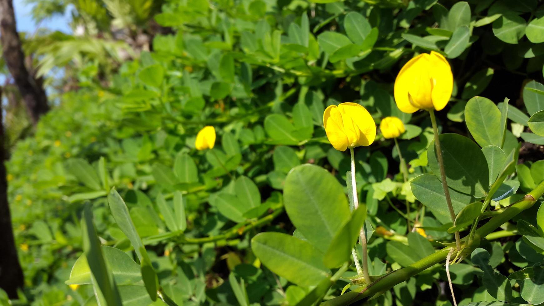 Little yellow flower and green thick leaves in the morning photo