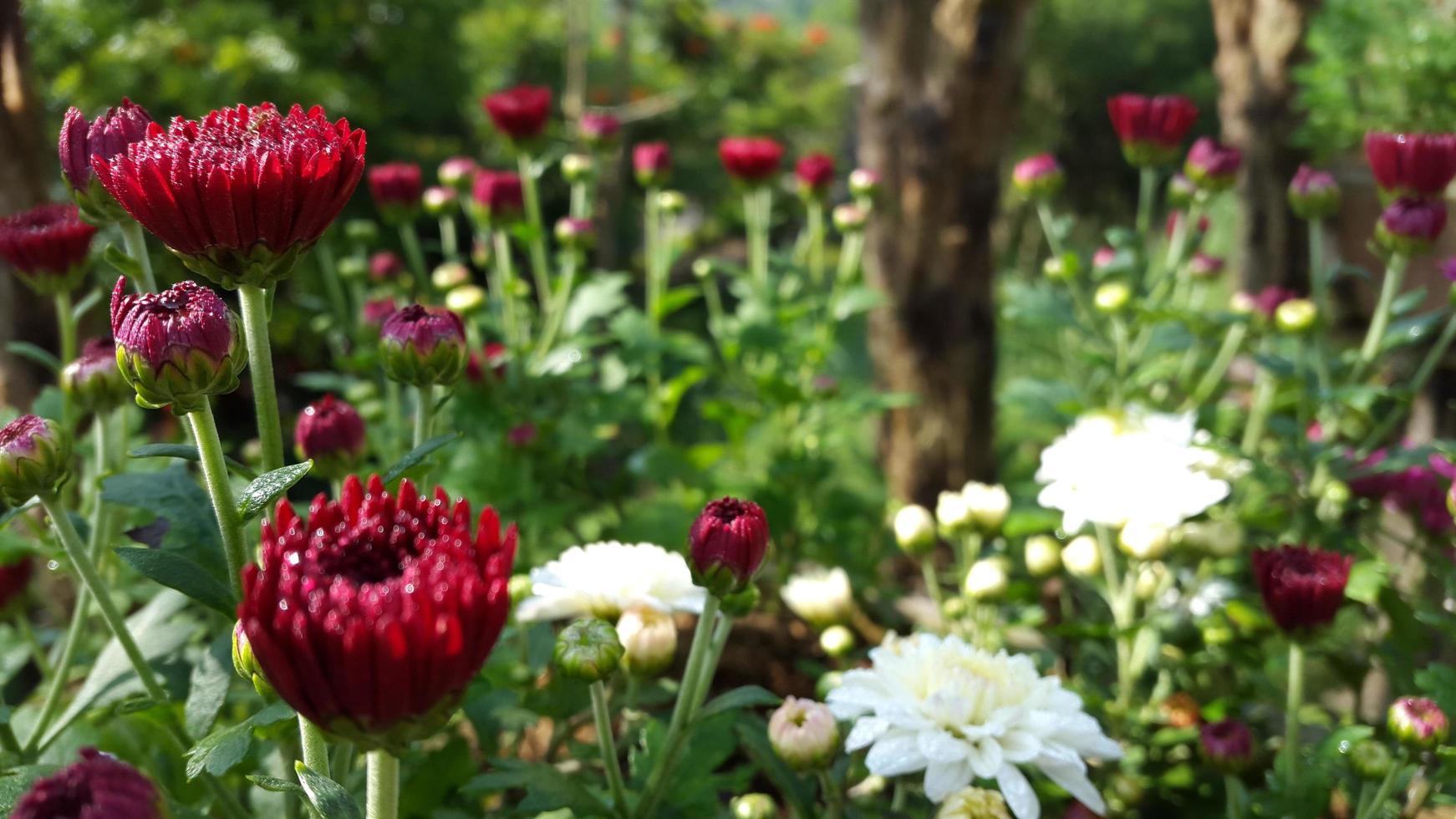 Colourful flower at the garden photo