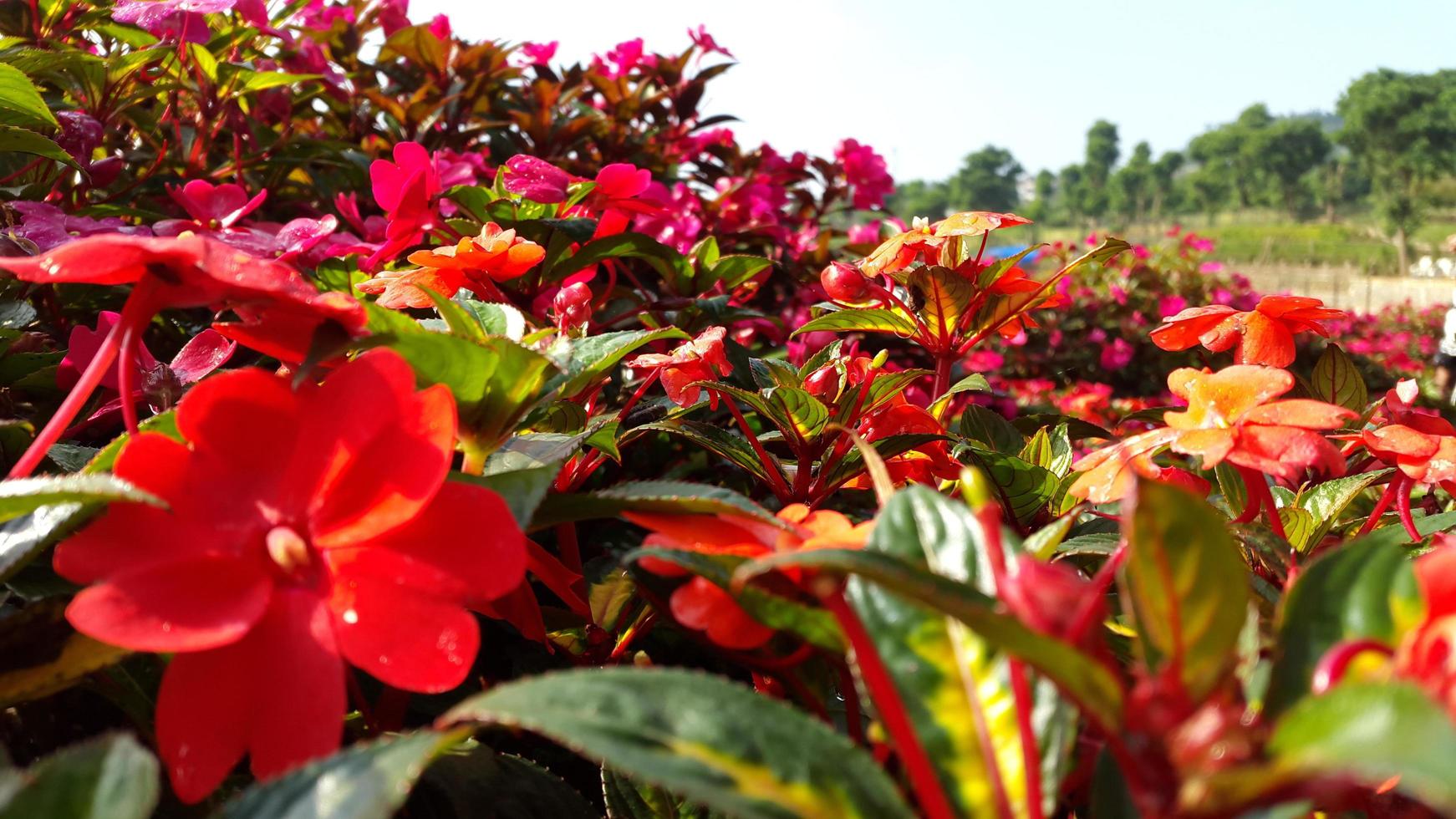 Impatiens red flowers and the leaves photo