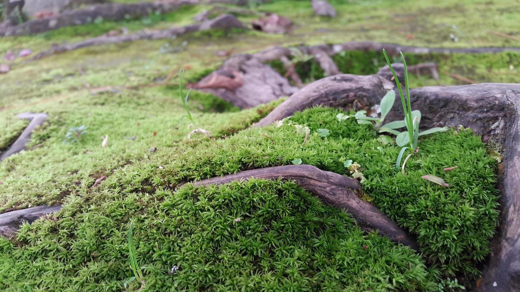 fresh green mossy surface with woody roots around it photo