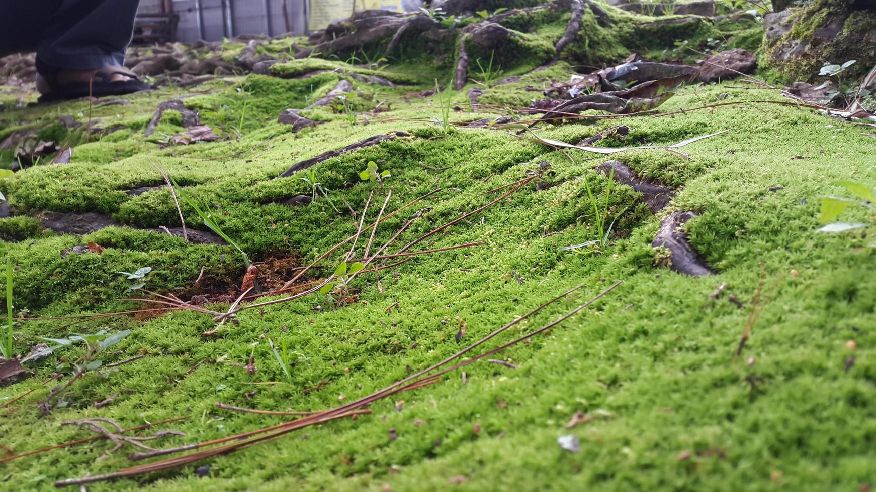 fresh green mossy surface with woody roots around it photo