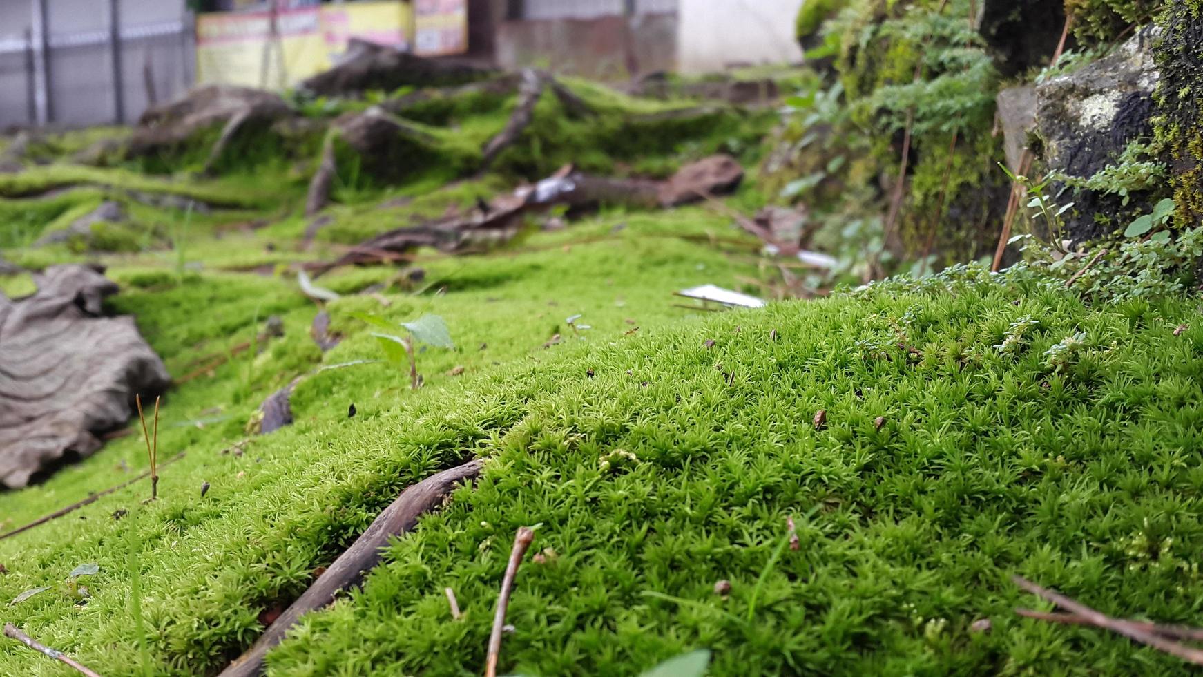 fresh green mossy surface with woody roots around it photo