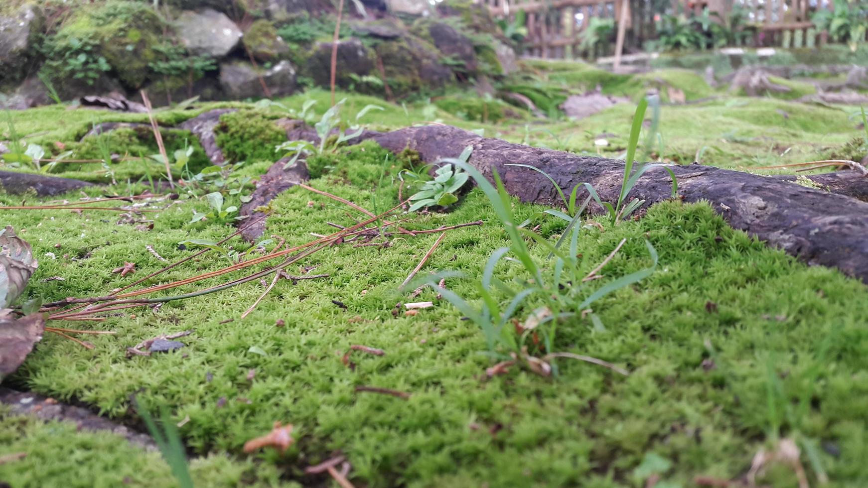 fresh green mossy surface with woody roots around it photo
