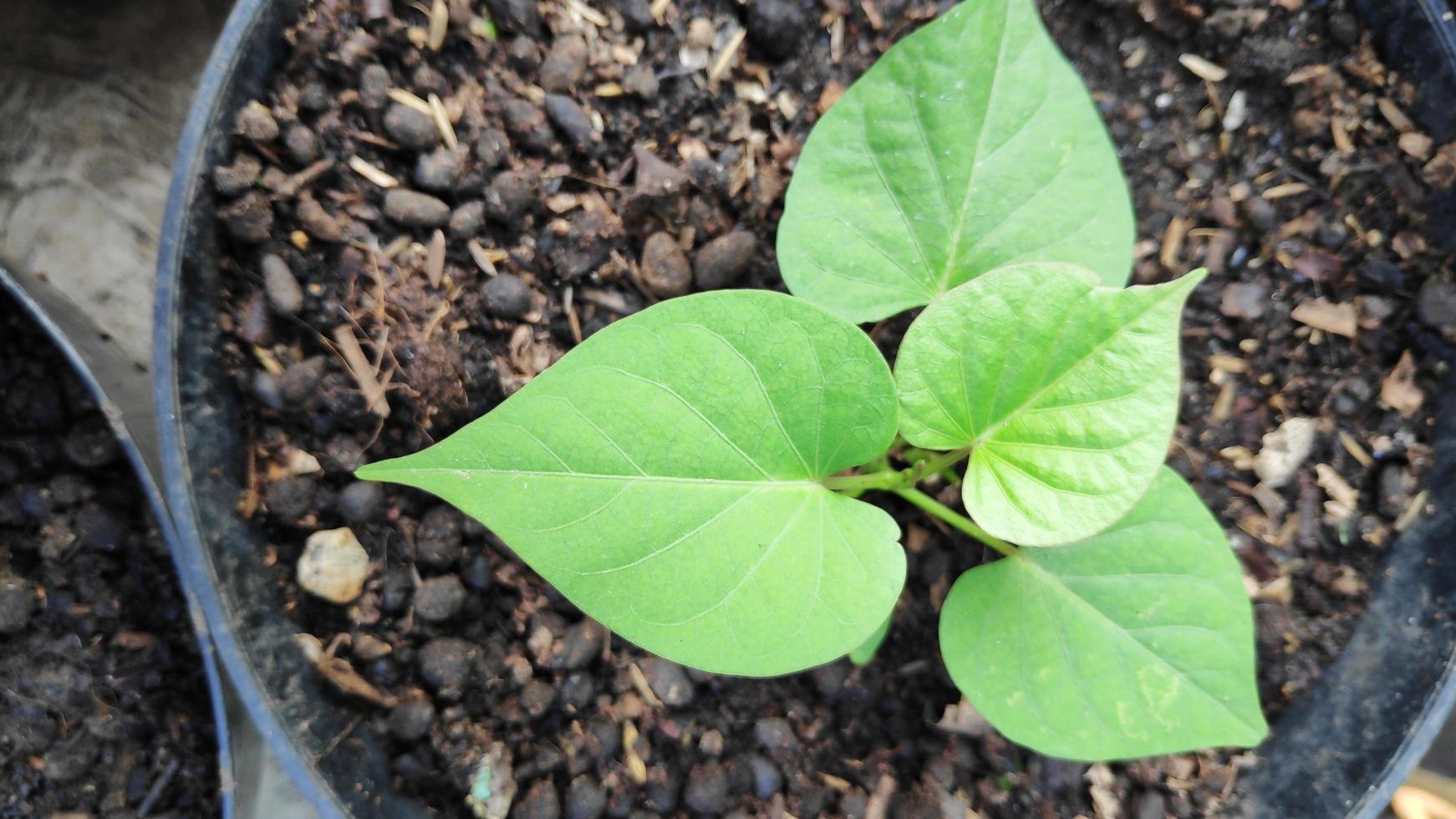 leafy plants growing in black pots are taken from above photo