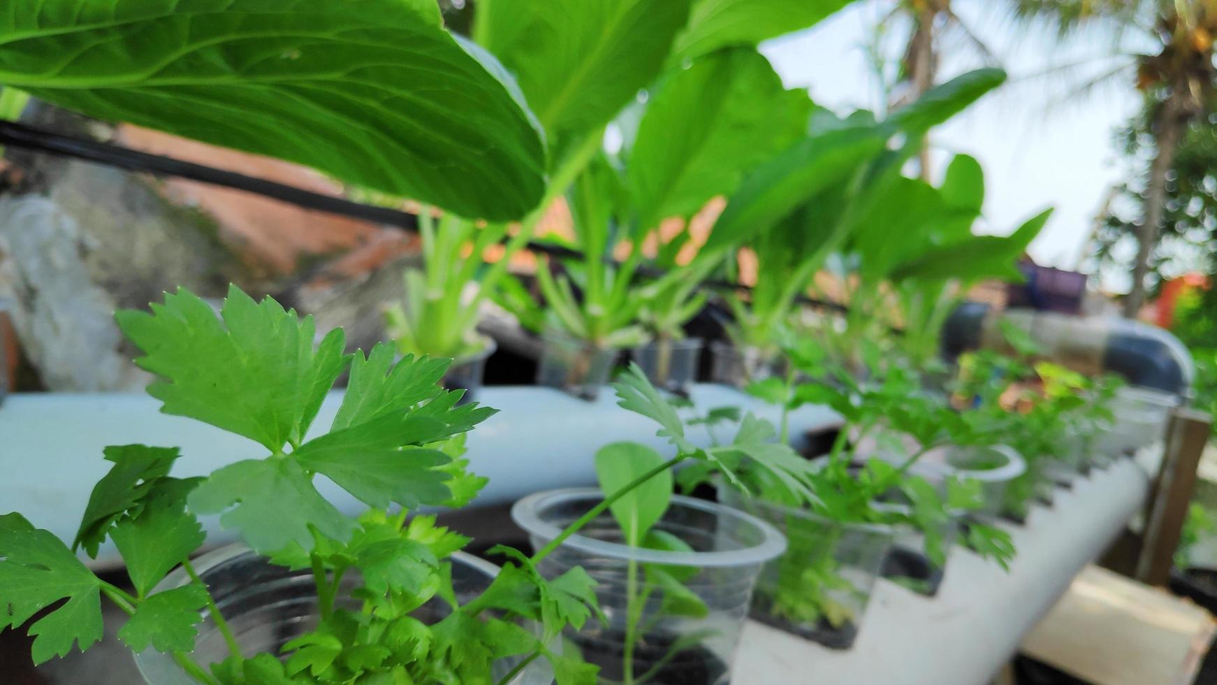 Hydroponic green plants growing in small pots photo