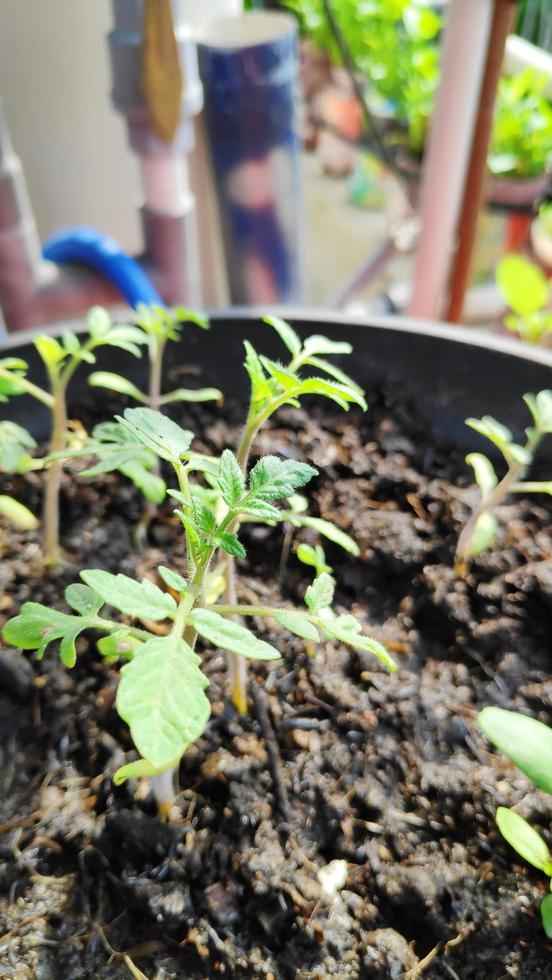 pequeña planta de tomate que crece en una olla negra foto