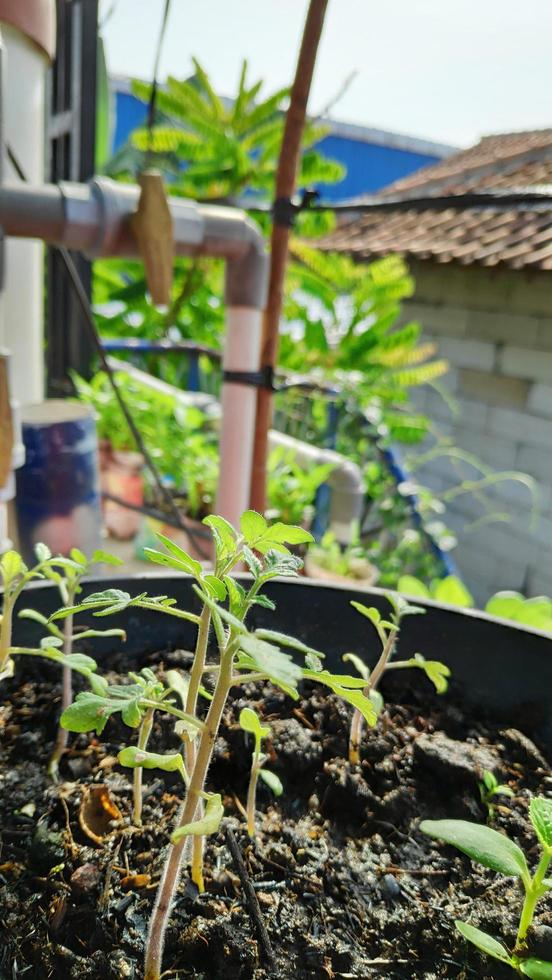 Green plant growing in black pot photo