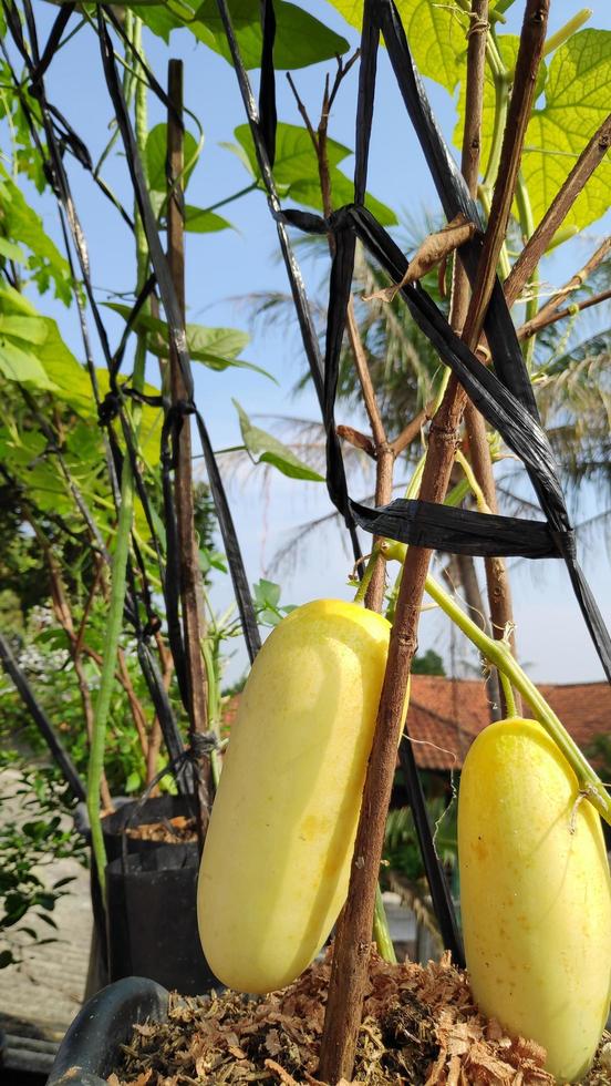Cucumber is yellow ripe on the tree photo