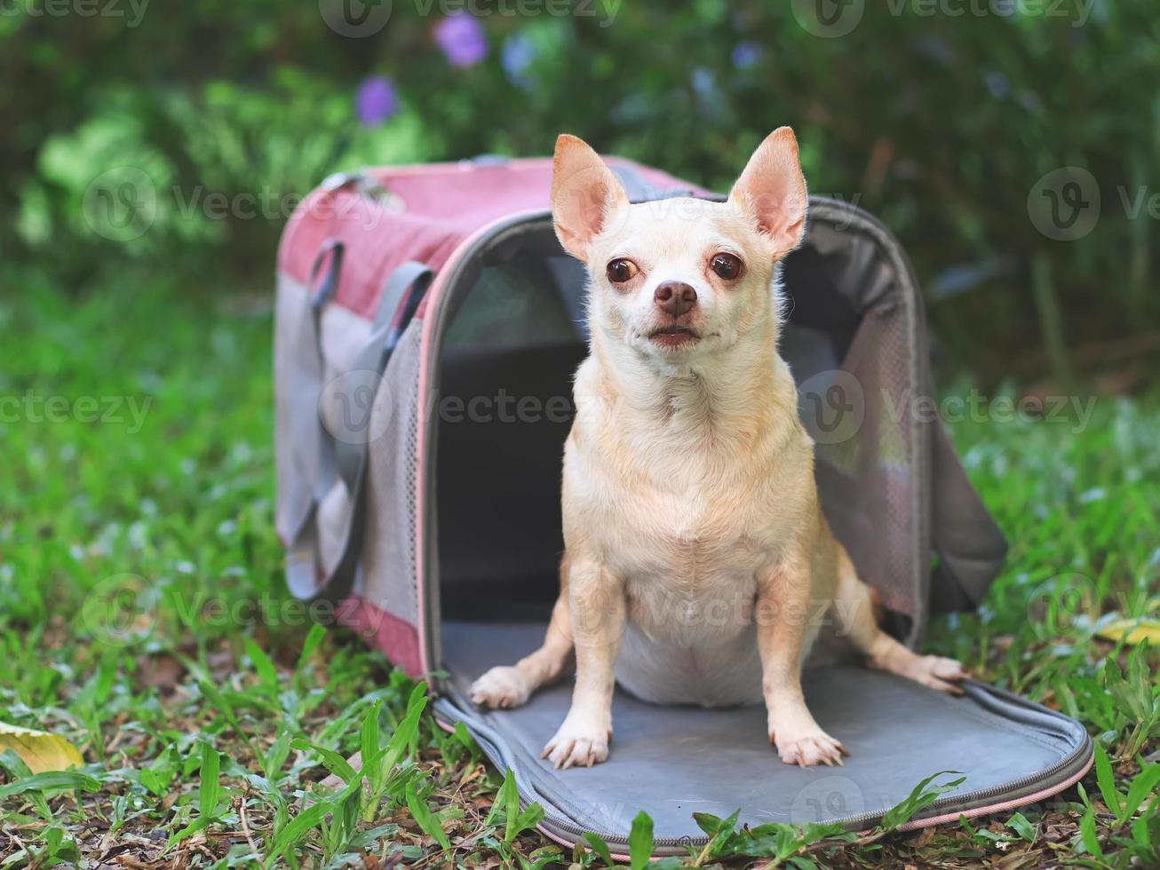 perro chihuahua de pelo corto marrón sentado frente a una bolsa de transporte de mascotas de viajero de tela rosa sobre hierba verde en el jardín, listo para viajar. viaje seguro con animales. foto