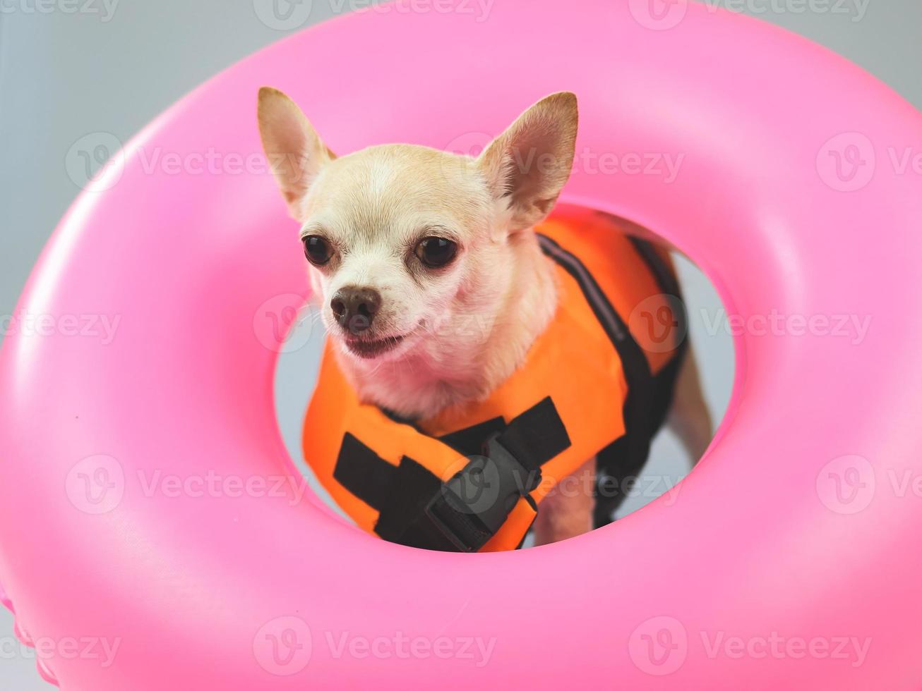 cute brown short hair chihuahua dog wearing  orange life jacket or life vest standing in pink  swimming ring, looking, isolated on white background. photo
