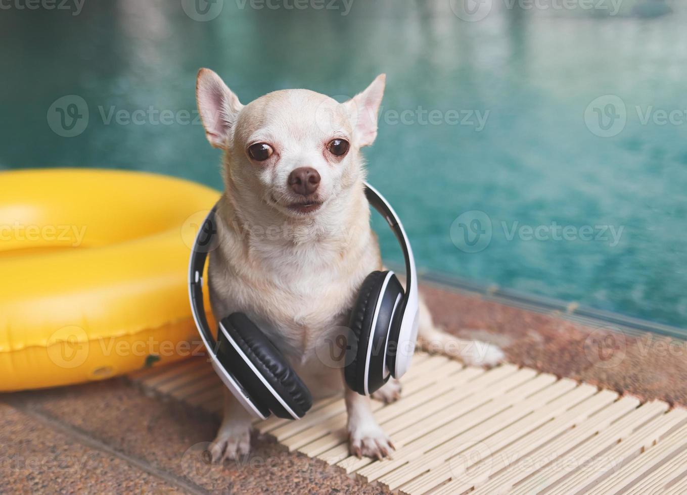 Perro chihuahua de pelo corto marrón con auriculares alrededor del cuello, sentado junto a la piscina con anillo de natación amarillo o inflable. foto
