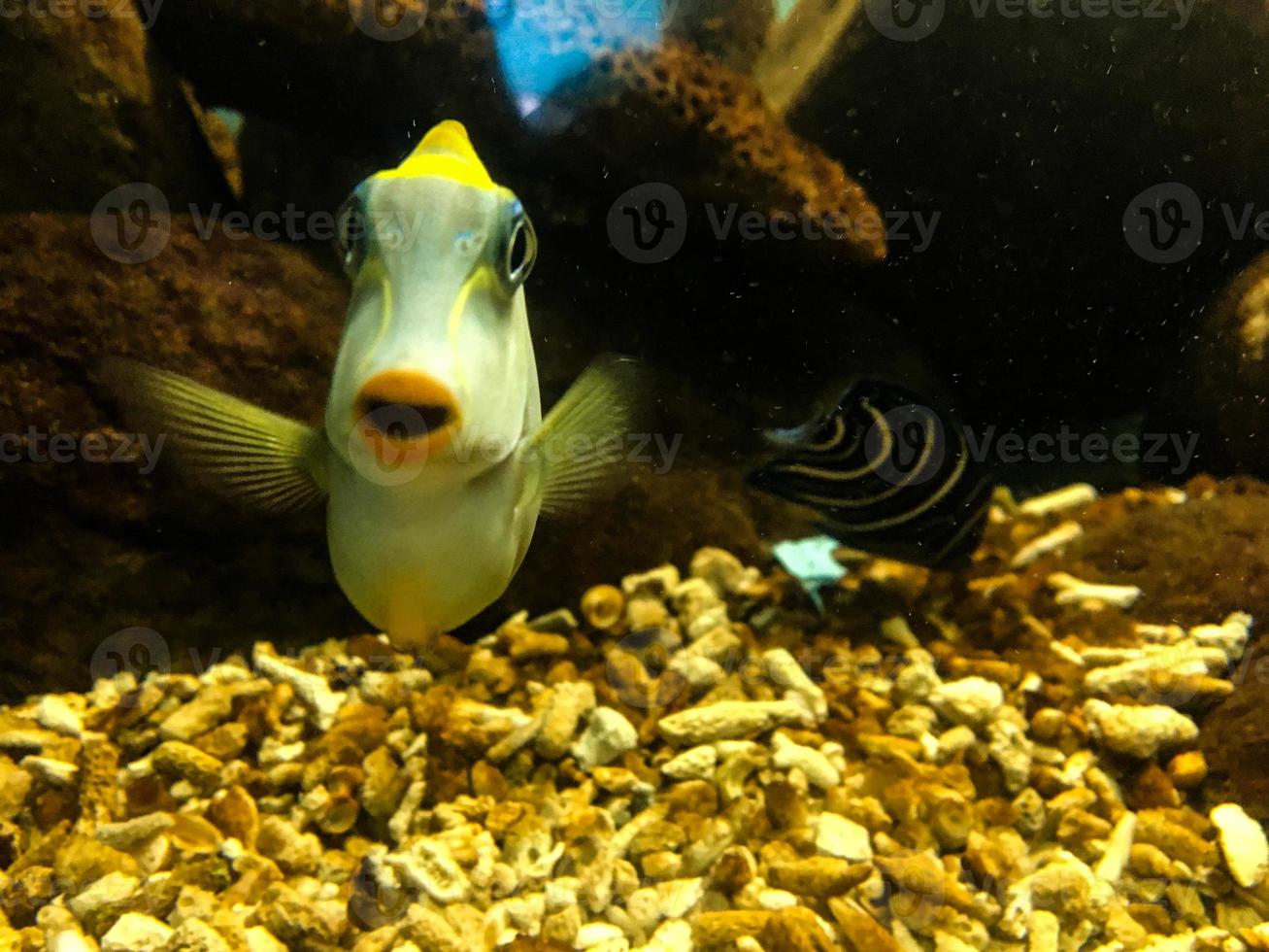 Sea fish in the aquarium photo