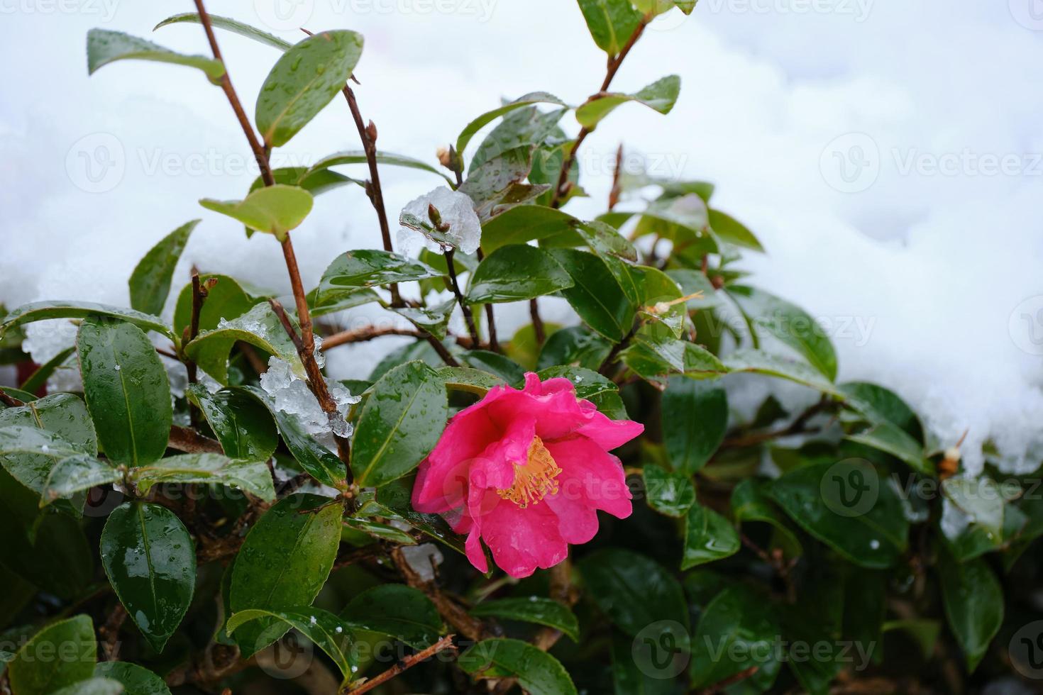 Pink flower bush under snow photo