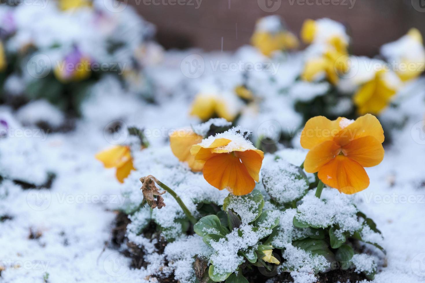 Yellow flowers getting buried in snowfall photo