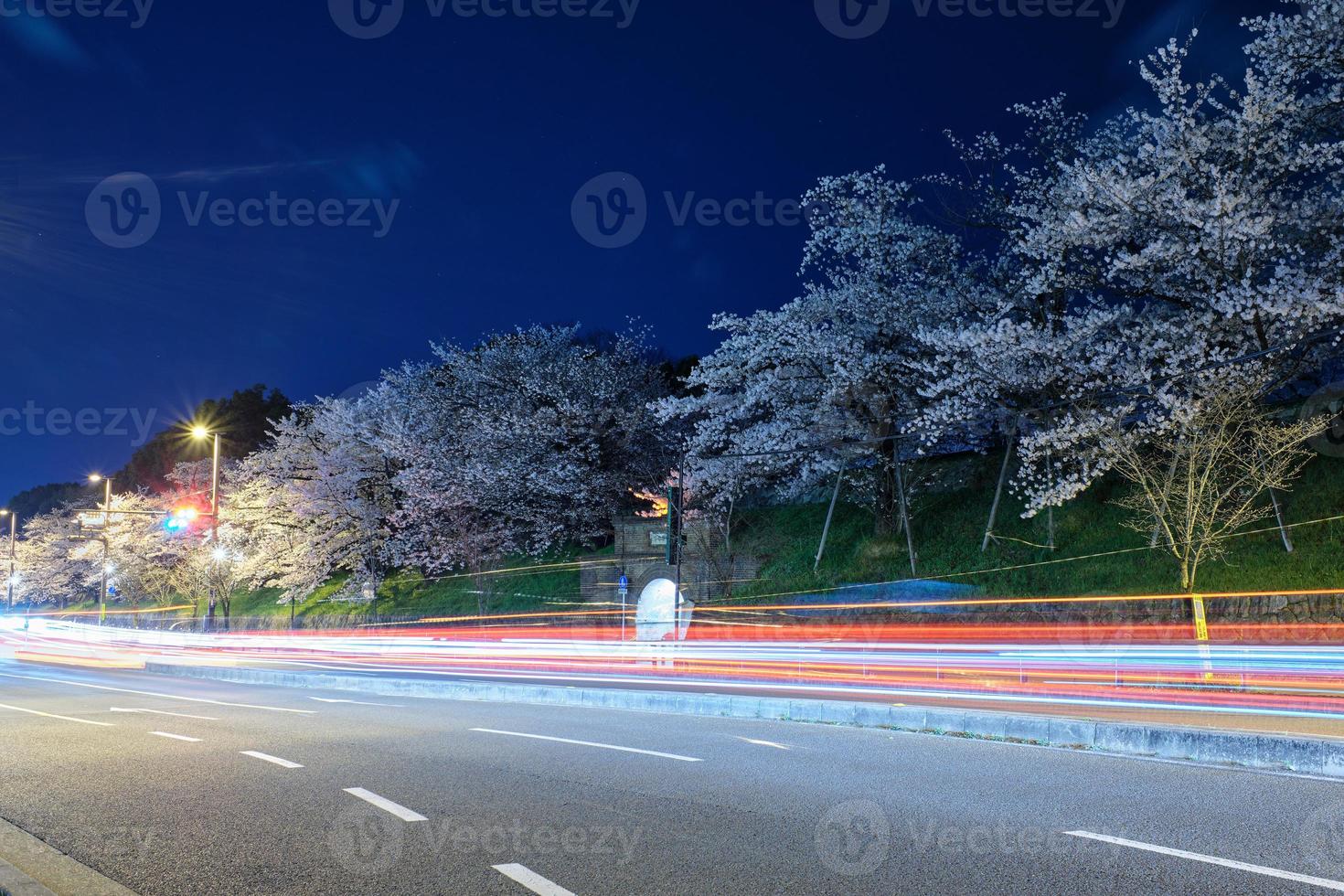 Light trails and cherry blossoms at night photo