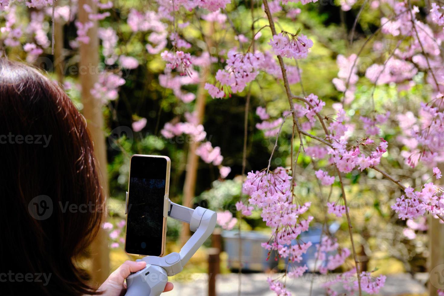 Woman photographing cherry blossoms in a Japanese garden with a smartphone and gimbal photo