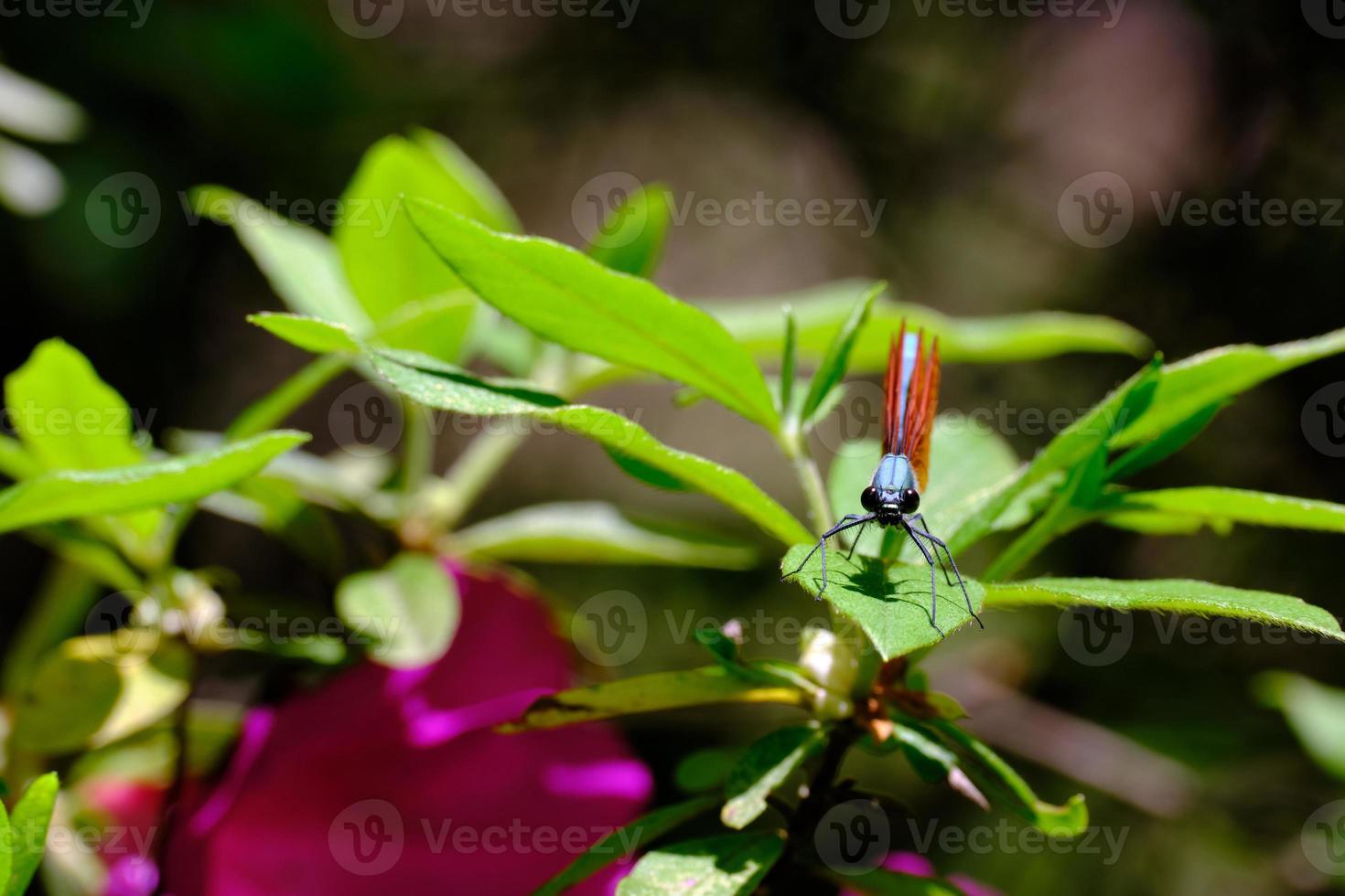 Blue dragonfly standing on leaf and looking at camera photo