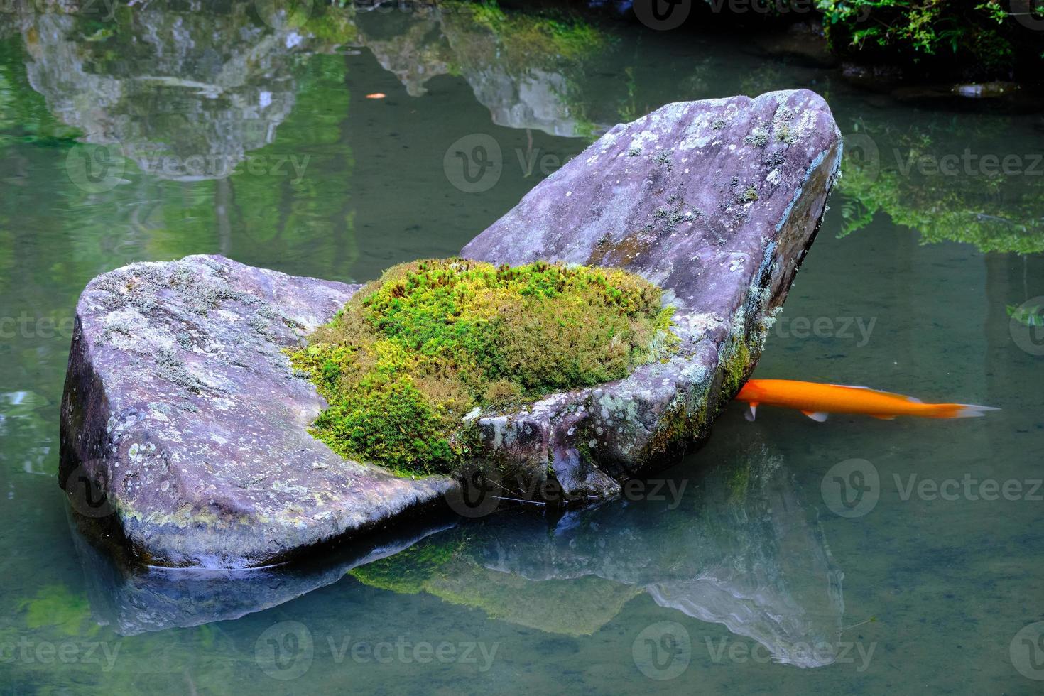 Orange shape hiding head under slab of rock in pond photo