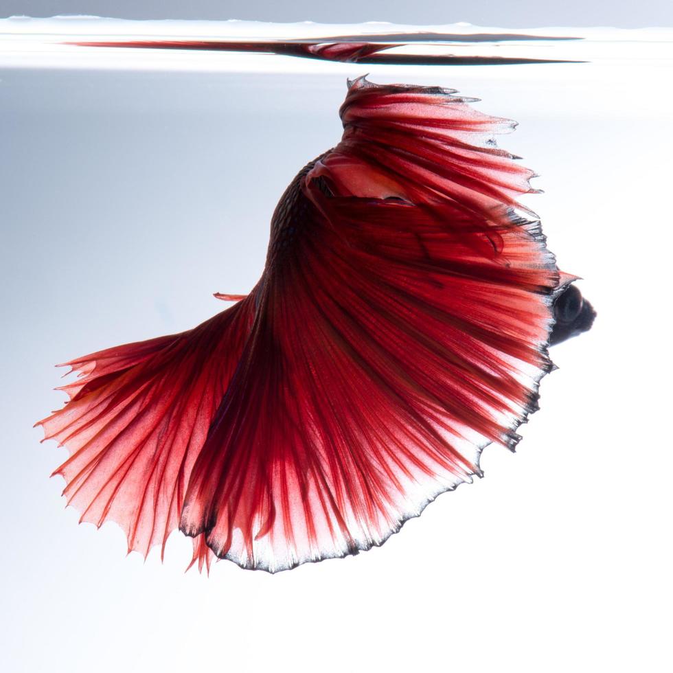Red betta fish on white background 11557686 Stock Photo at Vecteezy