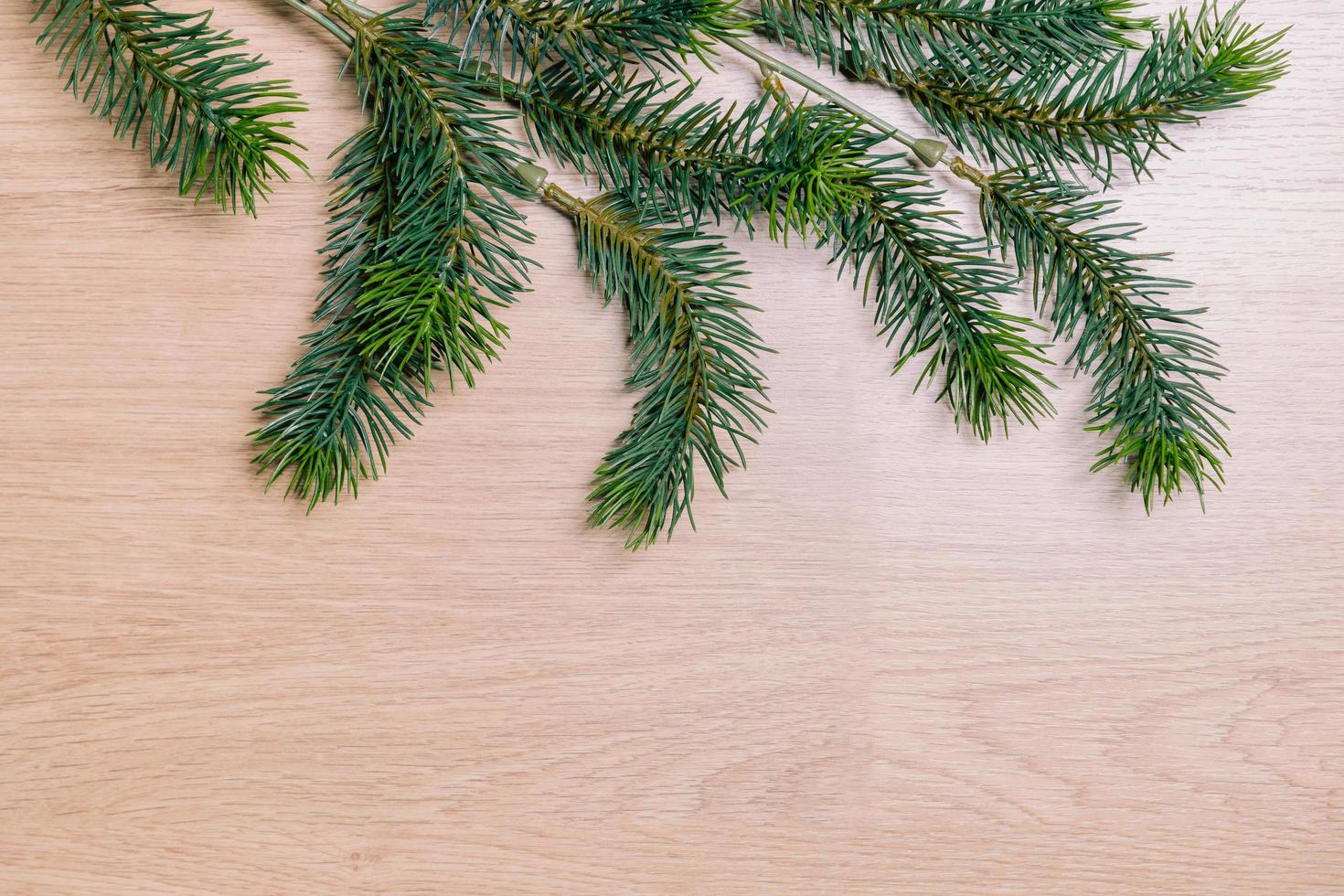 Green lush spruce branch photo