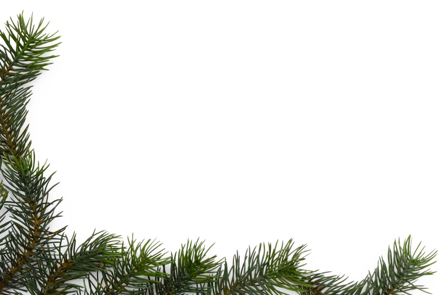 Christmas tree branches. The concept of the new year, christmas, nature. Banner. Flat lay, top view on white background photo