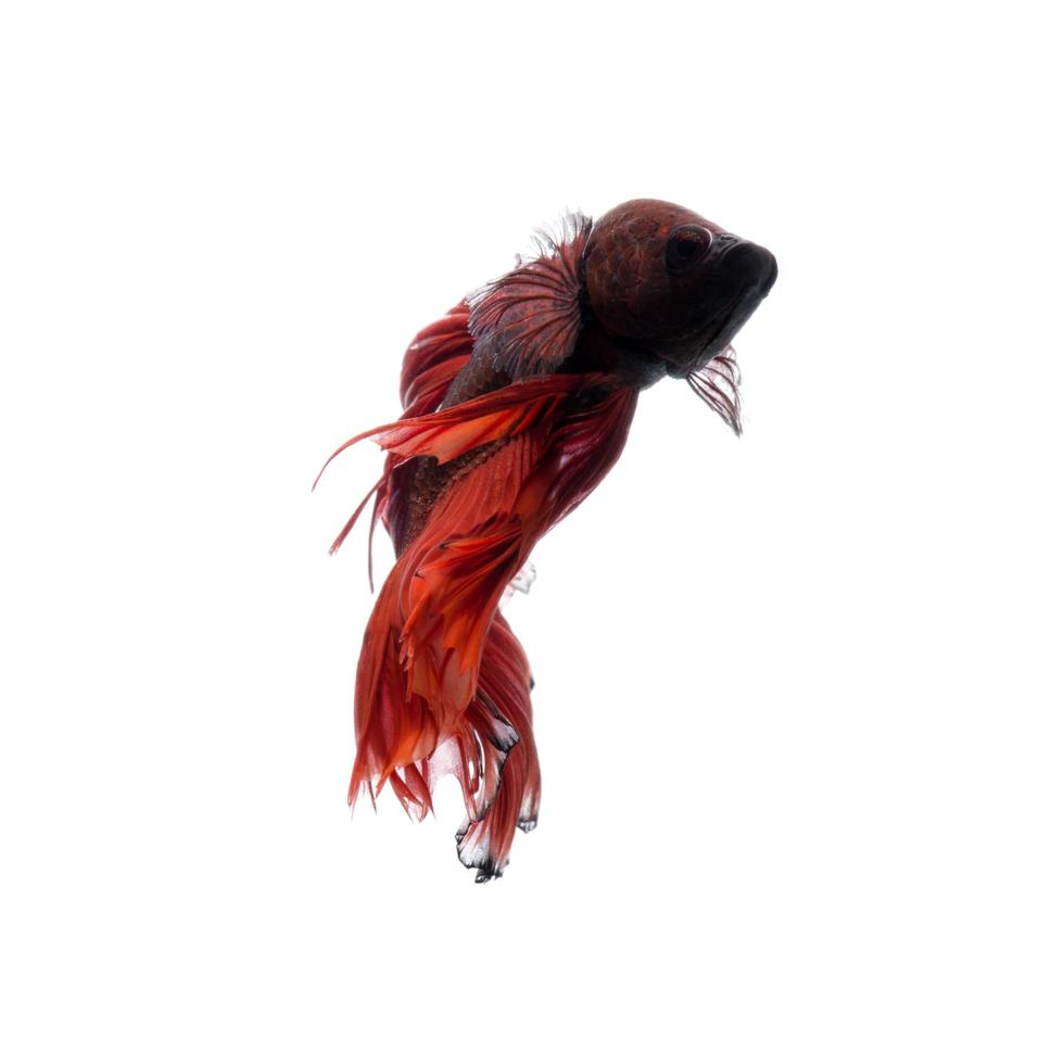 Red betta fish on white background photo