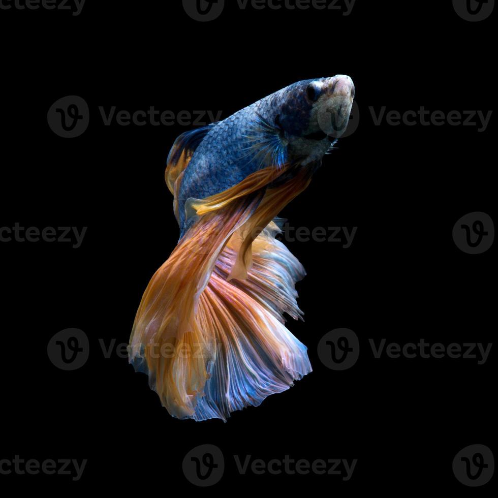 yellow blue betta fish 11557790 Stock Photo at Vecteezy