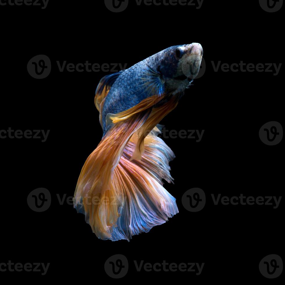 yellow blue betta fish photo