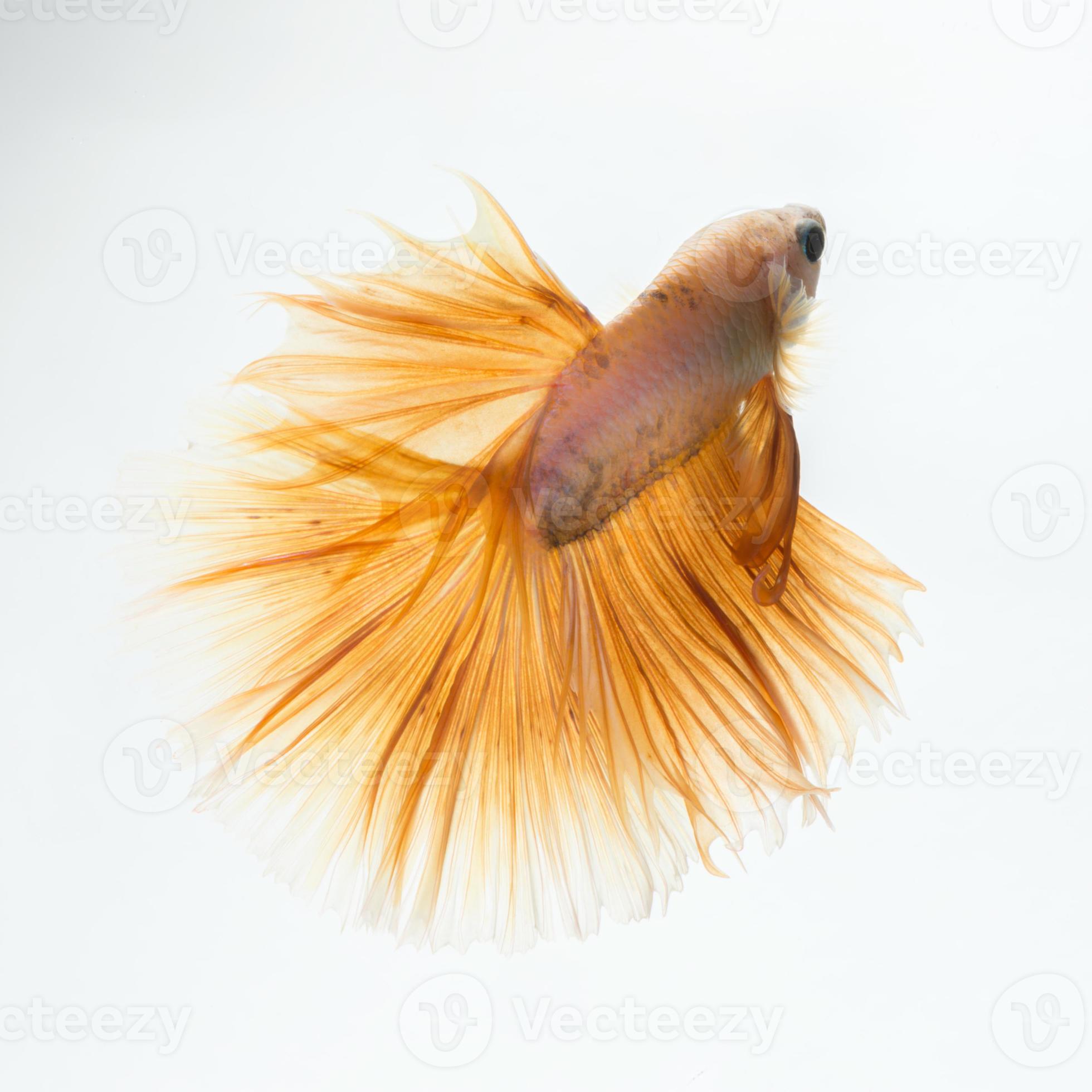 yellow betta isolated on white background 11557901 Stock Photo at Vecteezy