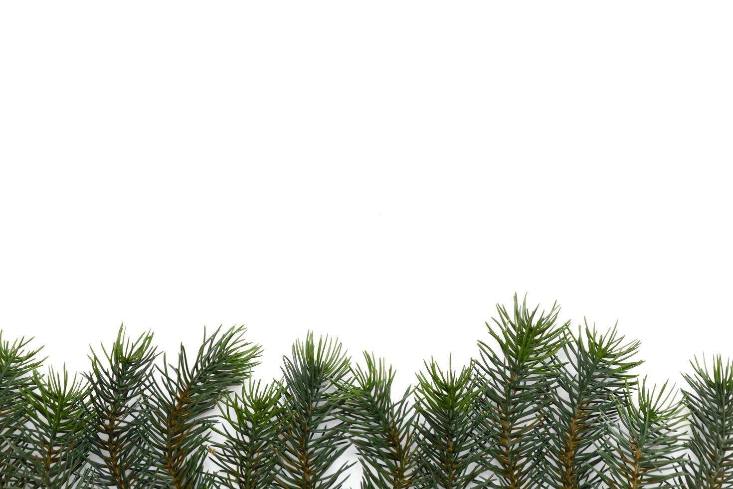 Christmas tree branches. The concept of the new year, christmas, nature. Banner. Flat lay, top view on white background photo