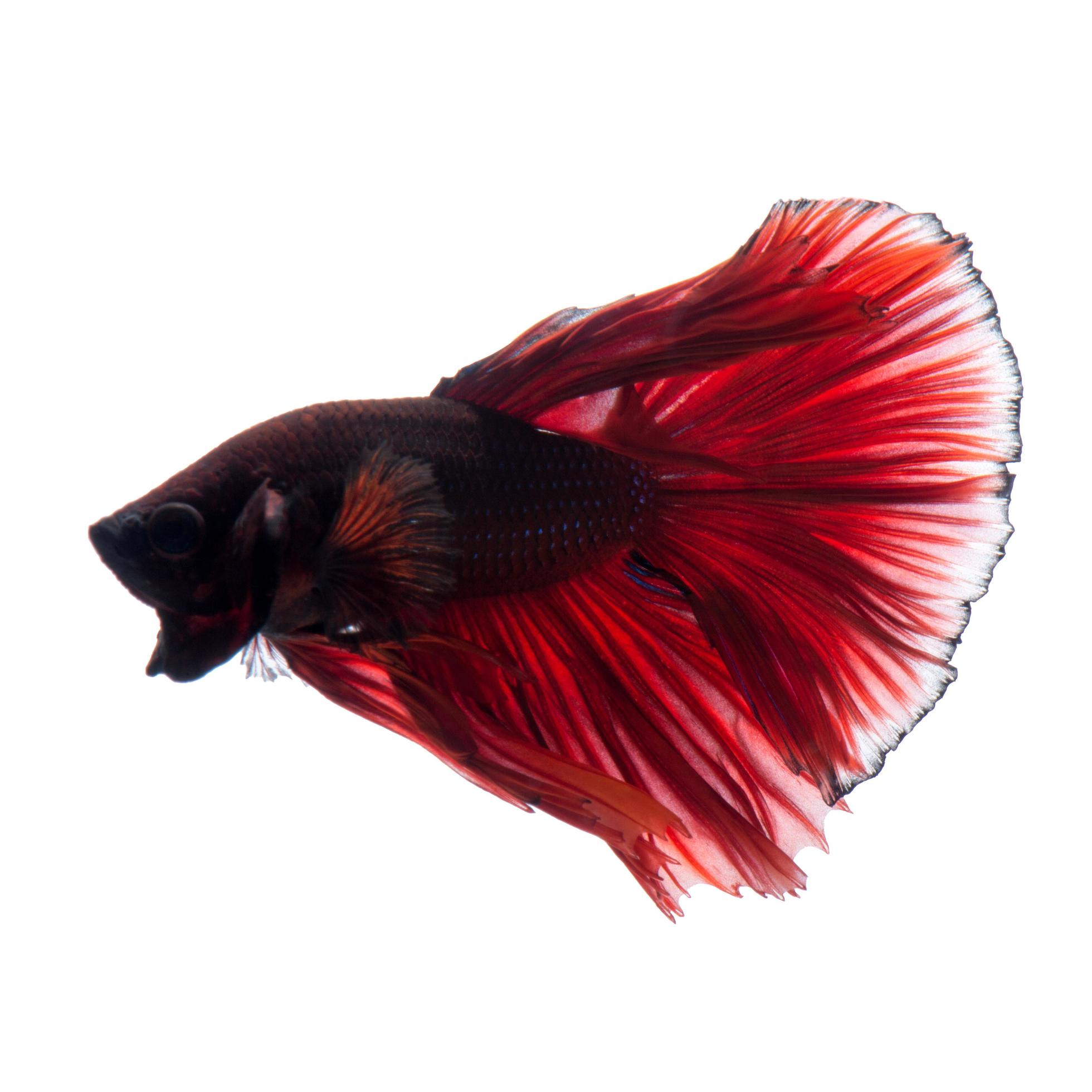 Red betta fish on white background 11558089 Stock Photo at Vecteezy