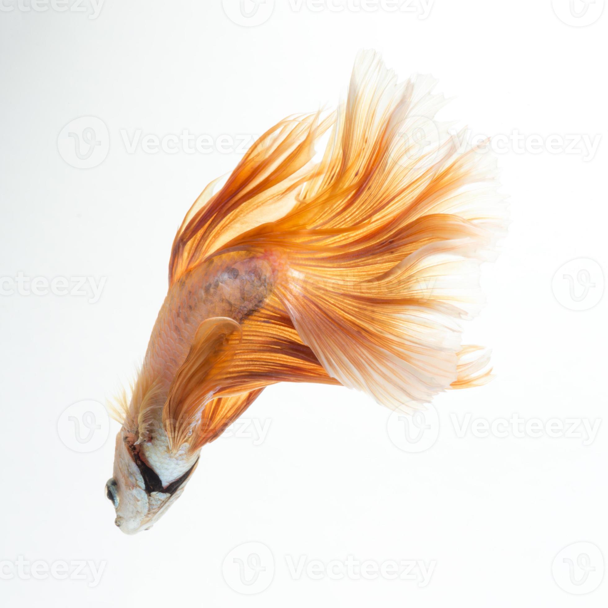 yellow betta isolated on white background 11558096 Stock Photo at Vecteezy