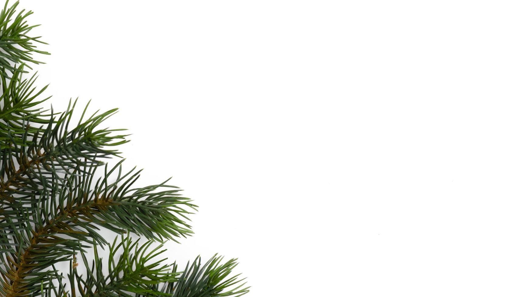 Christmas tree branches. The concept of the new year, christmas, nature. Banner. Flat lay, top view on white background photo