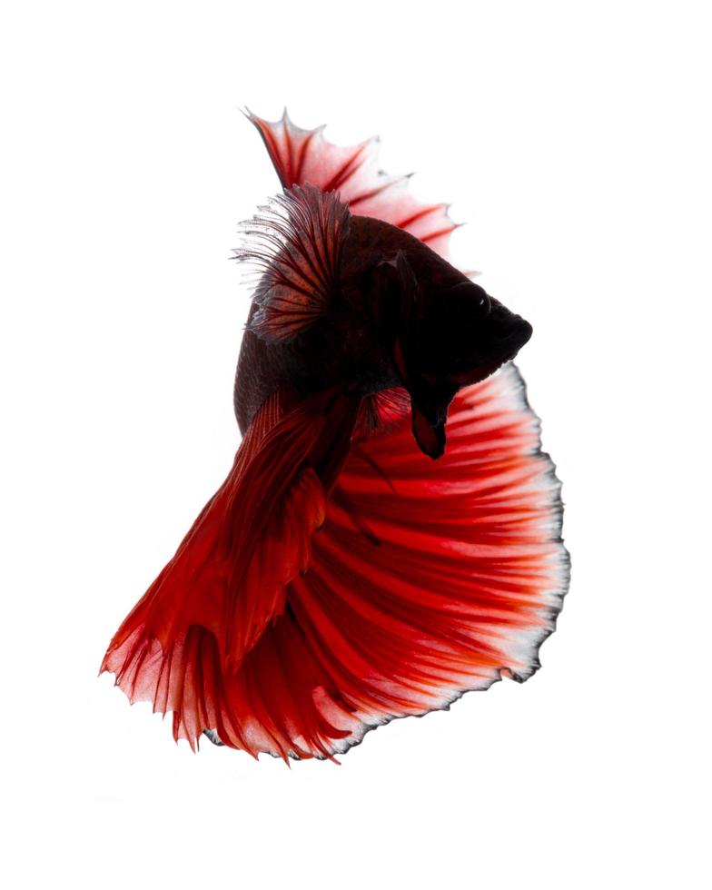 Red betta fish on white background photo