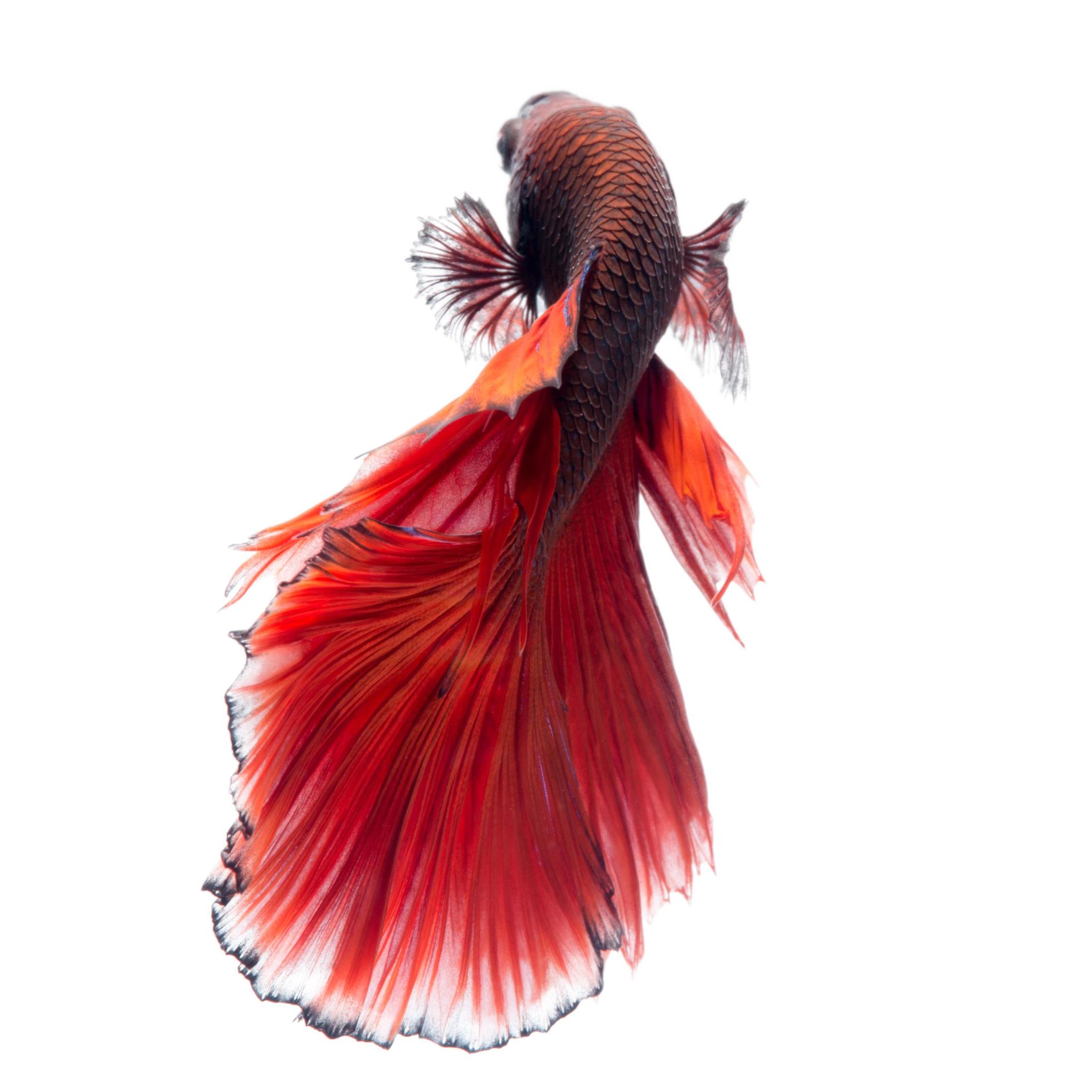 Red betta fish on white background 11558196 Stock Photo at Vecteezy