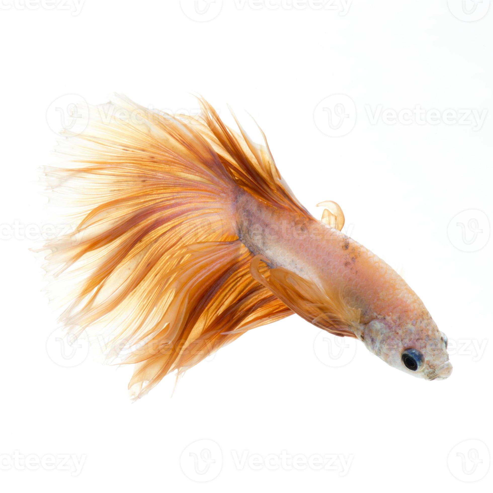 yellow betta isolated on white background 11558198 Stock Photo at Vecteezy