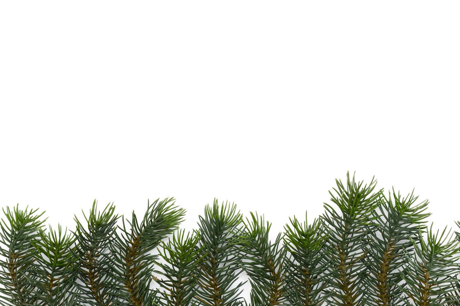Christmas tree branches. The concept of the new year, christmas, nature. Banner. Flat lay, top view on white background photo