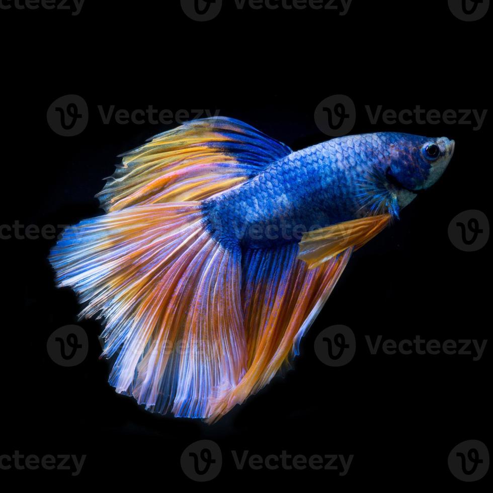 Yellow-blue betta fish isolated on black background 11558282 Stock