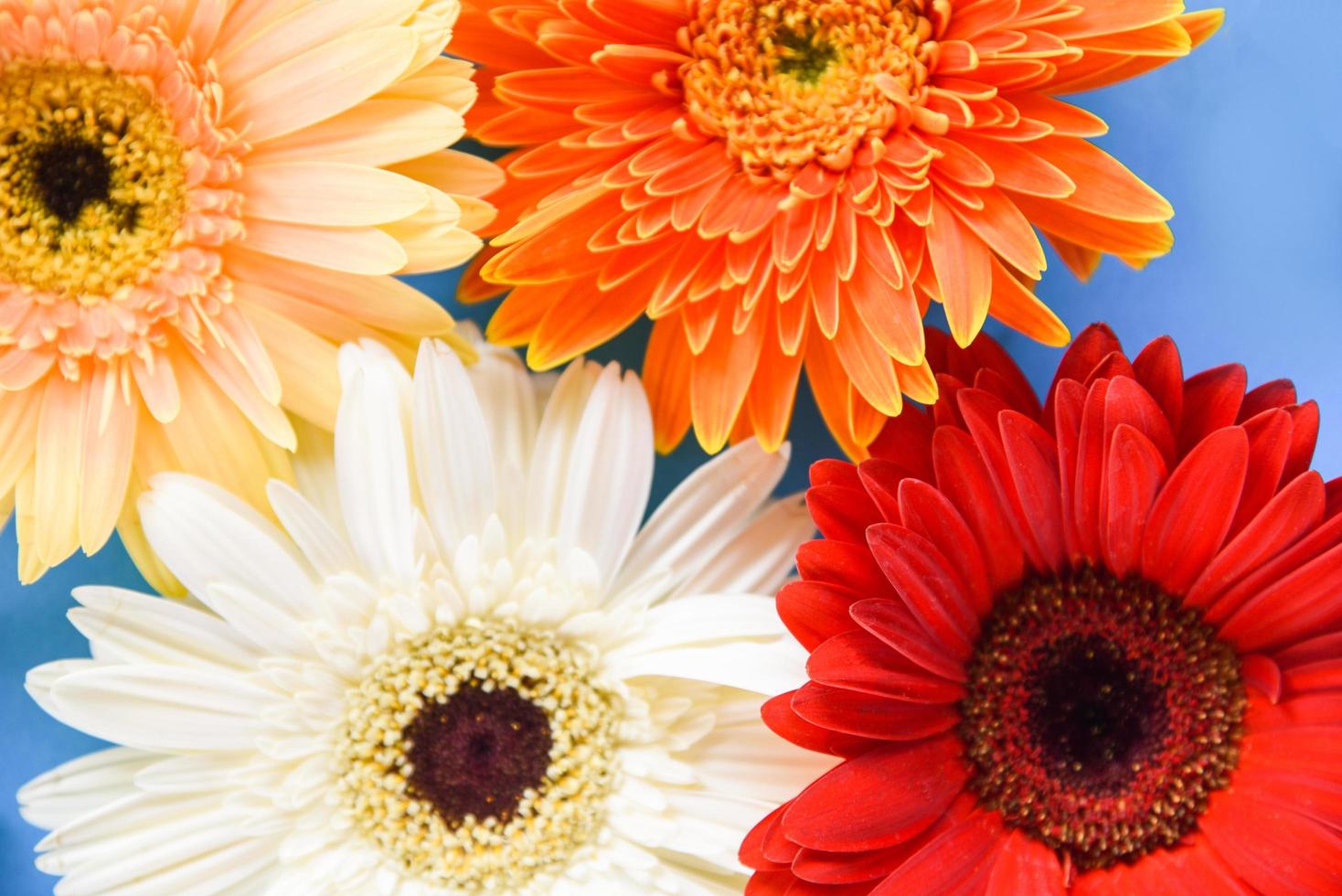 Colorful gerbera spring flowers summer beautiful blooming on blue background photo