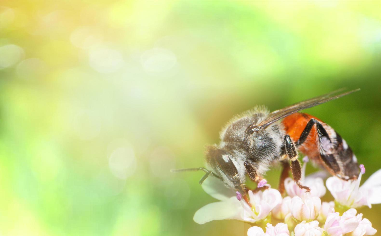 Close up insect bee on white flowers collects pollen for honeybee in the garden nature background photo