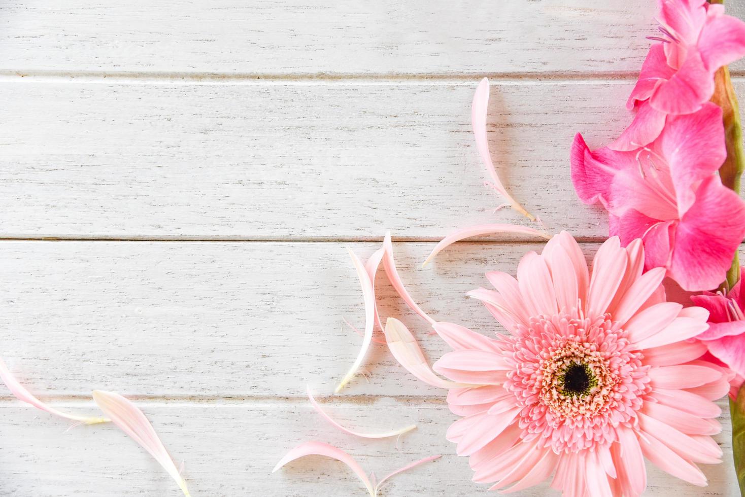 Gerbera pink Gladiolus flower spring summer and petal decorate on white wooden background photo