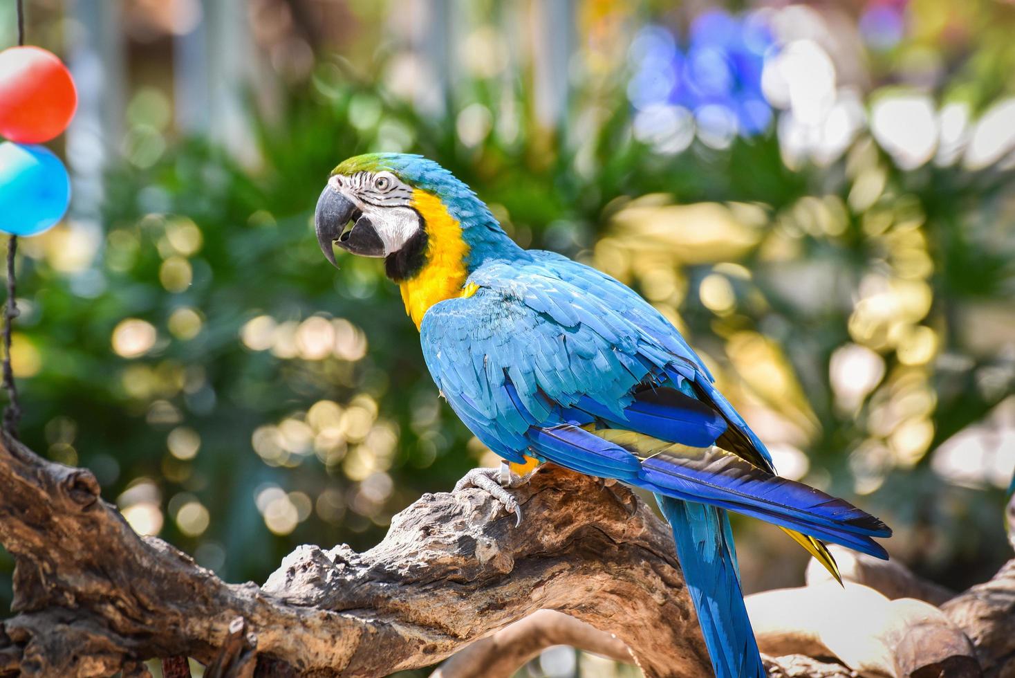 guacamayo pájaro loro en rama árbol sobre naturaleza fondo verde amarillo y azul ala guacamayo ara ararauna foto