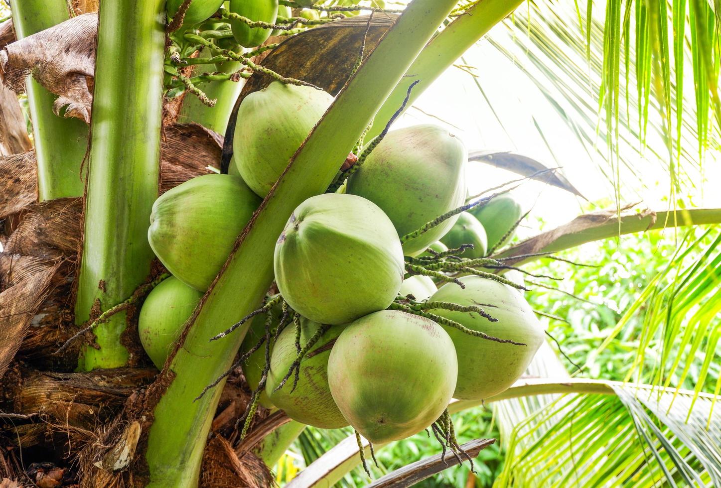 Young coconut on tree fresh green coconut palm tropical fruit on plant in the garden on summer day photo