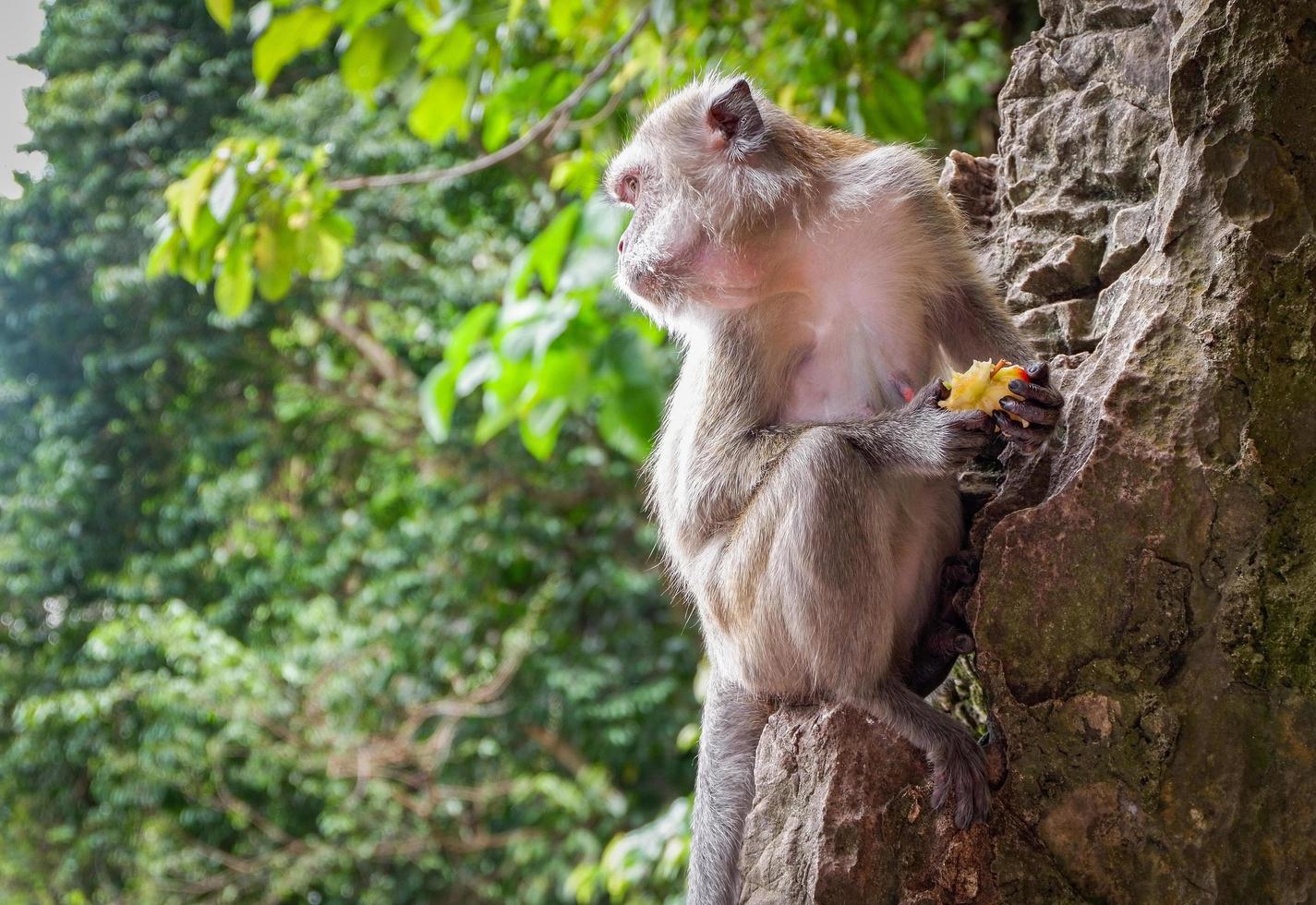 asia-monkey-sitting-on-the-rocks-and-eating-food-on-nature-park