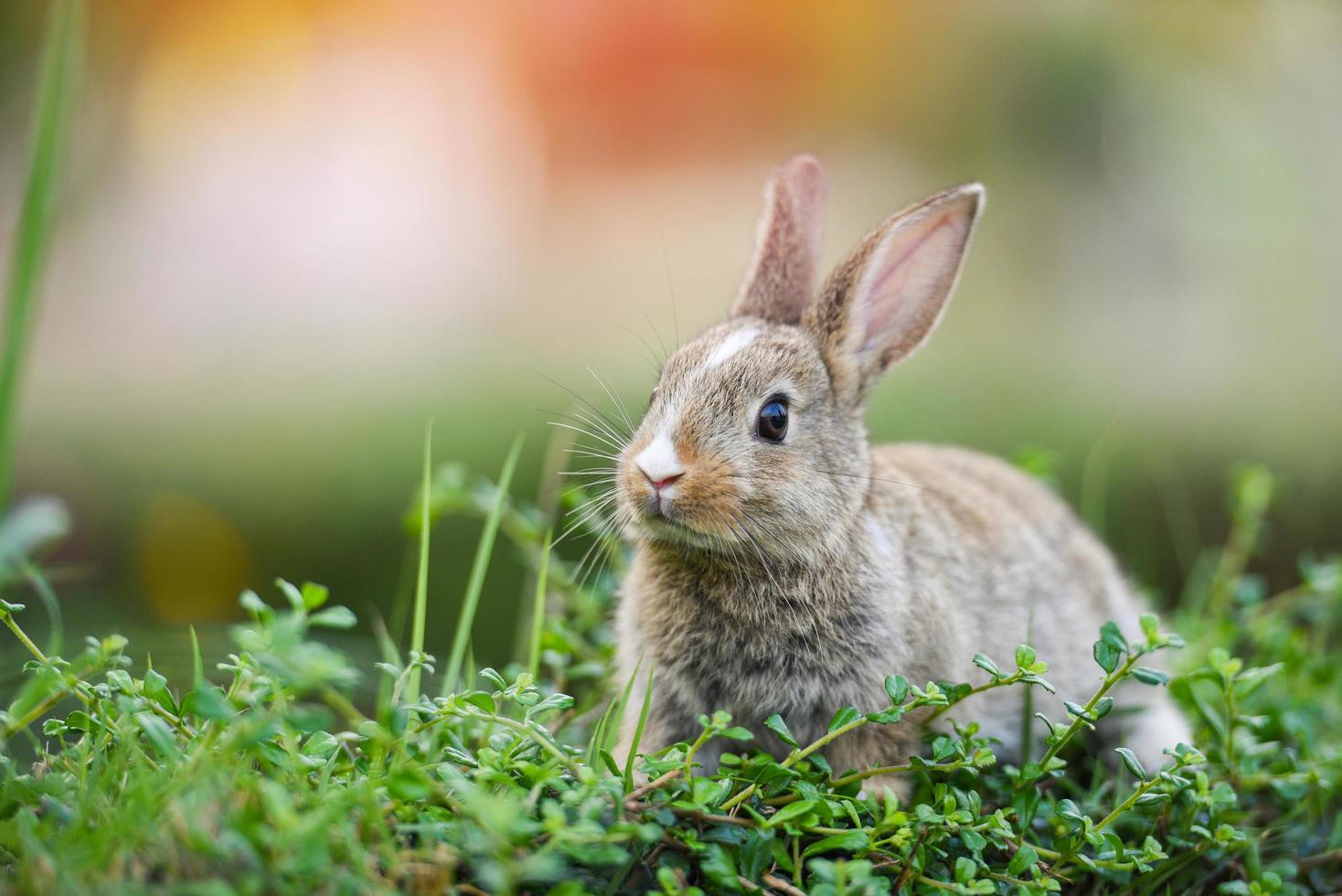 lindo conejo sentado en el campo verde prado de primavera caza del conejito de pascua para el festival en la hierba foto